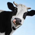 Если нужен пакет молока, стоит ли покупать корову?